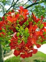 FLEURS DE FLAMBOYANT